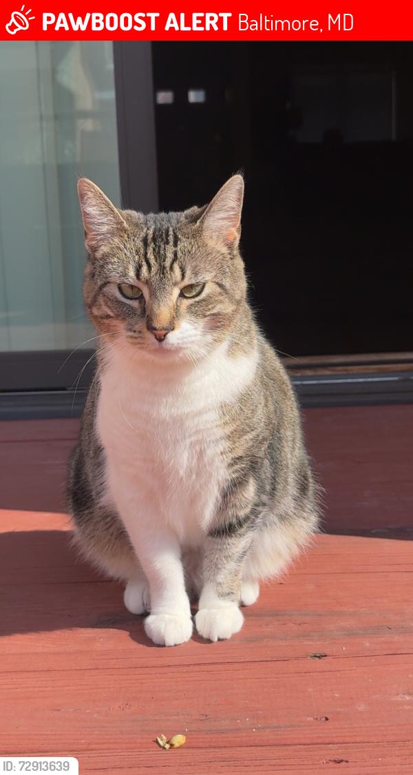 Lost Female Cat last seen Near s hanover street, Baltimore, MD 21201