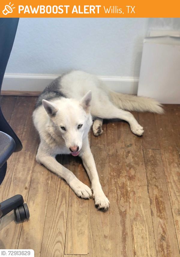 Found/Stray Unknown Dog last seen Near and 75, Willis, TX 77378