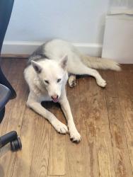 Found/Stray Unknown Dog last seen Near and 75, Willis, TX 77378