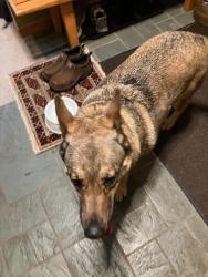 Found/Stray Female Dog last seen St Imier fridley MN 55432, Fridley, MN 55421
