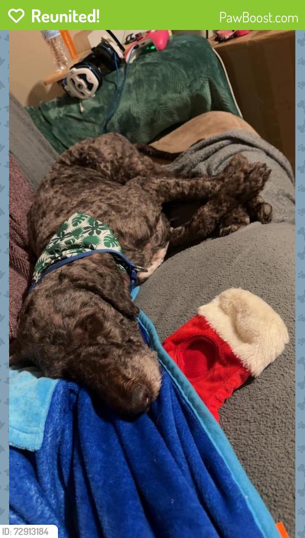 Reunited Male Dog last seen Magnolia Street, Lincoln, AL 35096