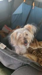 Reunited Female Dog last seen Near Westcliff Dr, Las Vegas, NV 89145, USA, Las Vegas, NV 89145