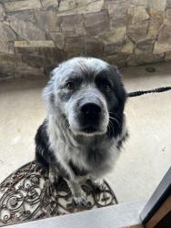 Reunited Male Dog last seen 132nd and 56 ave, Surrey, BC V3X 1N5