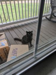 Found/Stray Unknown Cat last seen murrayville rd, olsen park, fallen tree rd, Wilmington, NC 28405