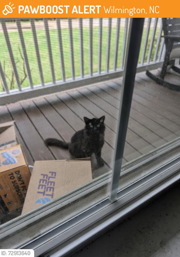 Found/Stray Unknown Cat last seen murrayville rd, olsen park, fallen tree rd, Wilmington, NC 28405