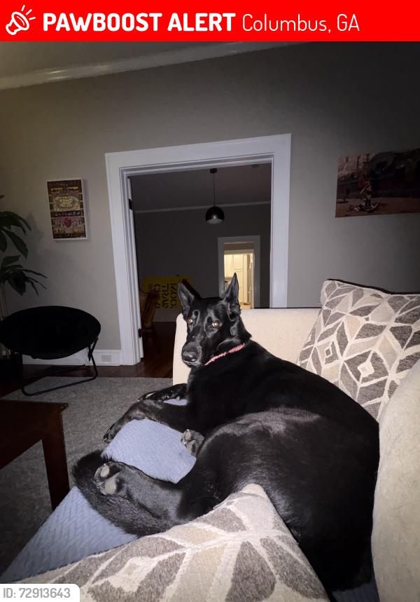 Lost Female Dog last seen Backyard of Address, Columbus, GA 31904