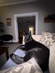 Lost Female Dog last seen Backyard of Address, Columbus, GA 31904