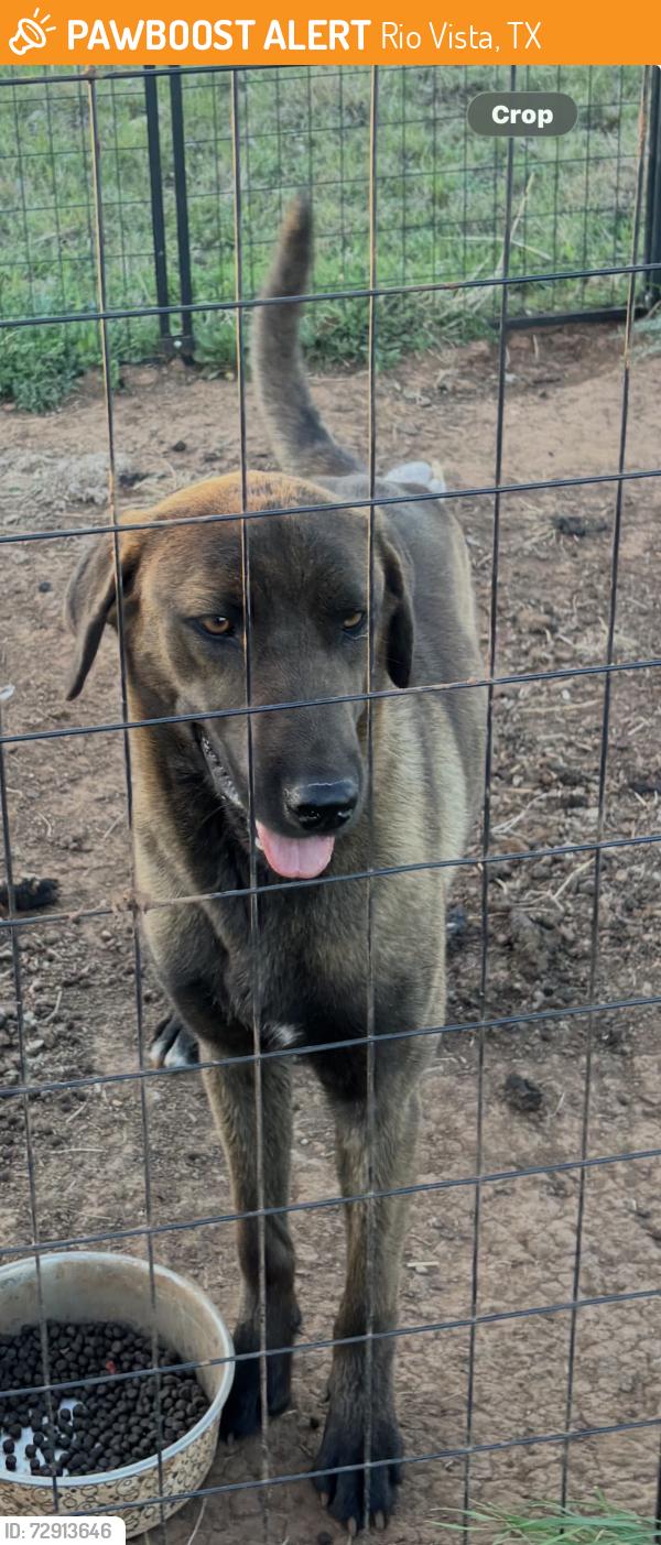 Found/Stray Female Dog last seen Grandview , Rio Vista, TX 76093