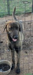 Found/Stray Female Dog last seen Grandview , Rio Vista, TX 76093