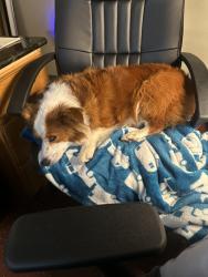 Found/Stray Female Dog last seen Enterprise and Craver Rd, Davidson County, NC 27295