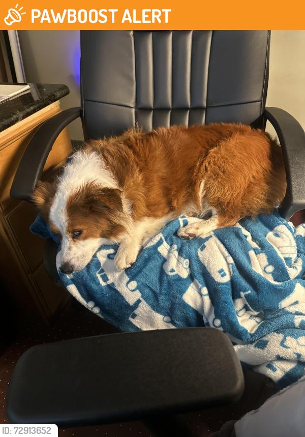 Found/Stray Female Dog last seen Enterprise and Craver Rd, Davidson County, NC 27295