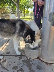 Reunited Unknown Dog last seen Seastrand Park, North Las Vegas, NV 89031
