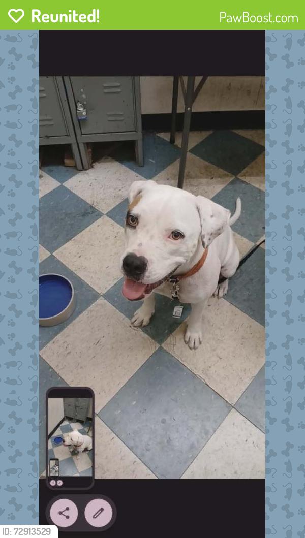 Reunited Unknown Dog last seen Near N Federal Hwy, Pompano Beach, FL 33062, USA, Pompano Beach, FL 33062