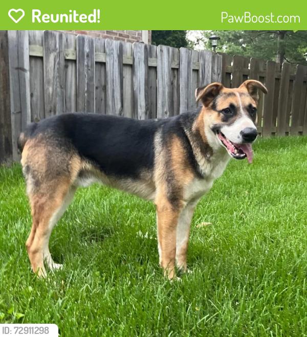 Reunited Male Dog last seen S National and E River Oaks Lane, Springfield, MO 65810