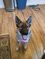 Reunited Female Dog last seen Near Arno St SE, Albuquerque, NM 87102, USA, Albuquerque, NM 87102