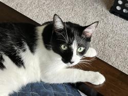 Lost Male Cat last seen Reno and SW 27th Street, El Reno, El Reno, OK 73036