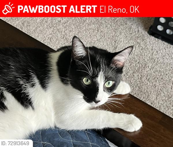 Lost Male Cat last seen Reno and SW 27th Street, El Reno, El Reno, OK 73036