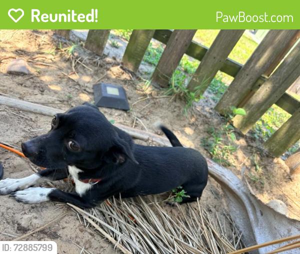 Reunited Male Dog last seen Bonita , Holiday, FL 34691