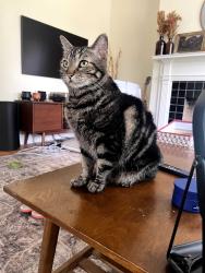 Lost Female Cat last seen Near I 20 Frontage Rd, Jackson, MS 39204, Jackson, MS 39204