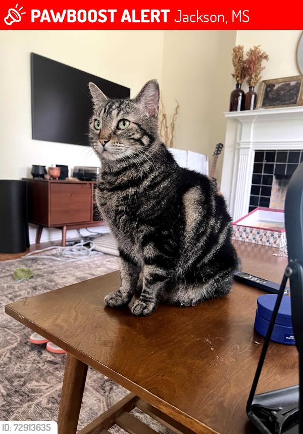 Lost Female Cat last seen Near I 20 Frontage Rd, Jackson, MS 39204, Jackson, MS 39204