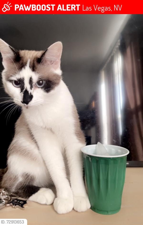 Lost Male Cat last seen W Pyle Ave and Arville st, Las Vegas, NV 89141