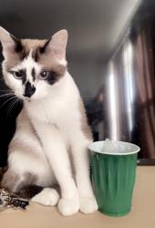 Lost Male Cat last seen W Pyle Ave and Arville st, Las Vegas, NV 89141