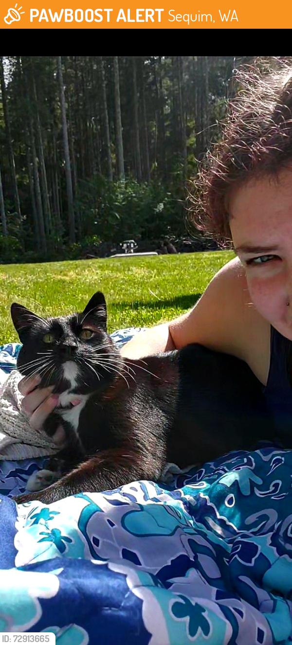 Found/Stray Female Cat last seen No clue, Sequim, WA 98368