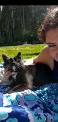 Found/Stray Female Cat last seen No clue, Sequim, WA 98368
