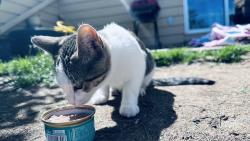 Reunited Female Cat last seen Ridgeview apmts, Loveland, CO 80538