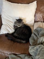 Reunited Male Cat last seen Markshuffle and powers at Mesa ridge , Colorado Springs, CO 80925