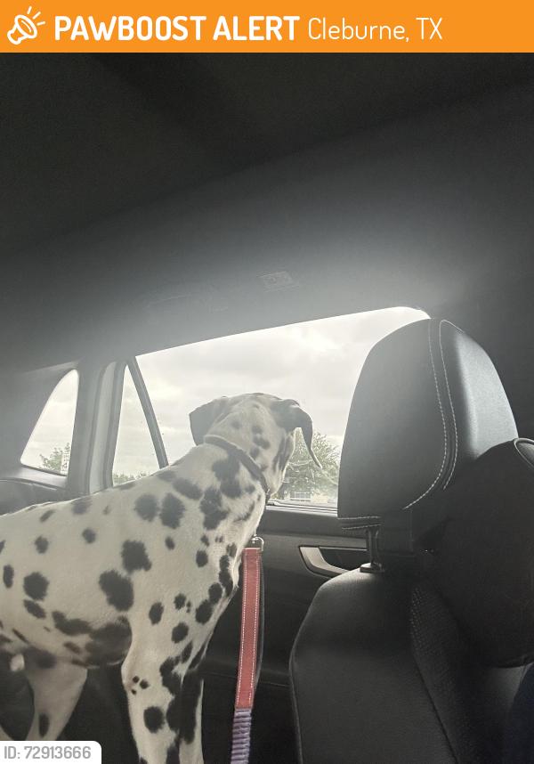 Found/Stray Male Dog last seen Kilpatrick ave, Cleburne, TX 76033