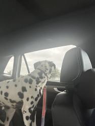Found/Stray Male Dog last seen Kilpatrick ave, Cleburne, TX 76033