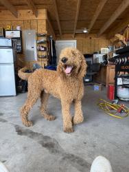 Found/Stray Male Dog last seen Country Club and Dunkerly, Ennis, TX 75119