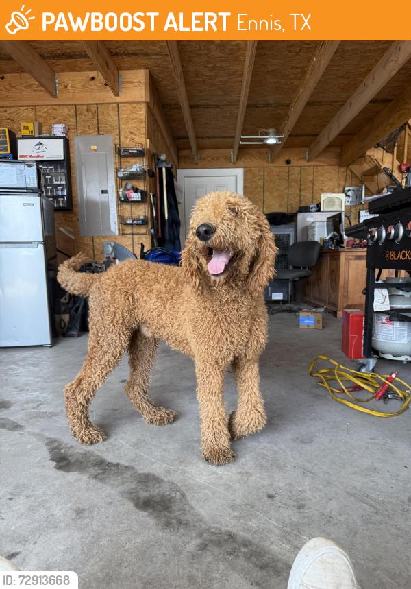 Found/Stray Male Dog last seen Country Club and Dunkerly, Ennis, TX 75119
