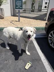 Found/Stray Male Dog last seen Towne & 3rd POMONA CA, Pomona, CA 91766