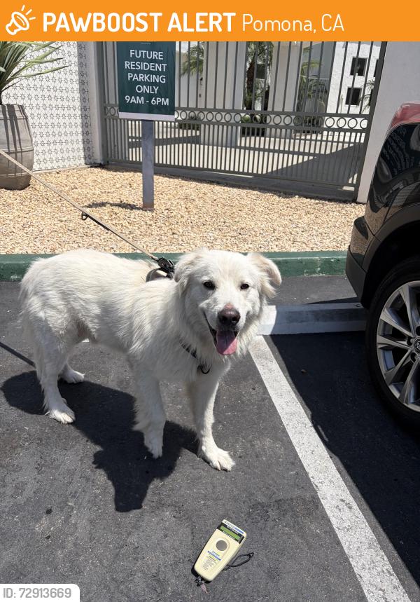 Found/Stray Male Dog last seen Towne & 3rd POMONA CA, Pomona, CA 91766