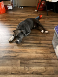 Lost Male Dog last seen Ayes and baldwin, Corpus Christi, TX 78404
