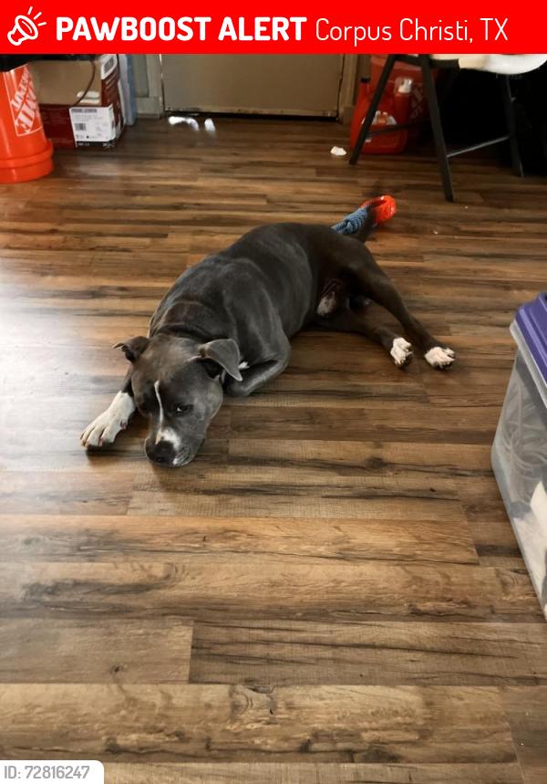 Lost Male Dog last seen Ayes and baldwin, Corpus Christi, TX 78404