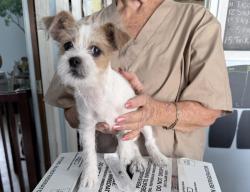 Found/Stray Male Dog last seen by Wendys at Shaw ave , Fresno, CA 93710