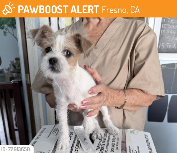Found/Stray Male Dog last seen by Wendys at Shaw ave , Fresno, CA 93710