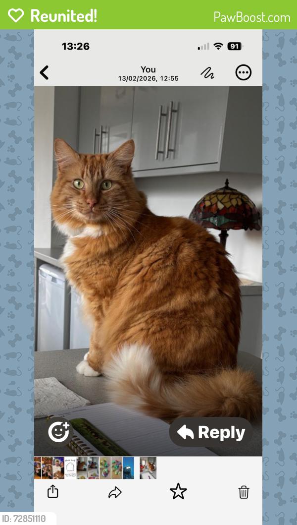 Reunited Male Cat last seen Birthplace of Jane Austin-sign, Steventon, England RG25 3BD