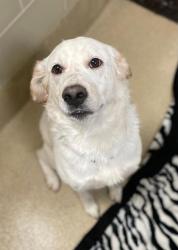 Shelter Stray Male Dog last seen Hampton, VA 23666, Newport News, VA 23605