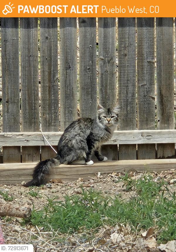 Found/Stray Unknown Cat last seen Near N Mcculloch Blvd pueblo west colorado 81007, Pueblo West, CO 81007