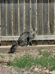 Found/Stray Unknown Cat last seen Near N Mcculloch Blvd pueblo west colorado 81007, Pueblo West, CO 81007