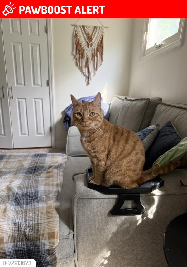 Lost Female Cat last seen Kevin ave and meeker street meet, Roxbury Township, NJ 07876
