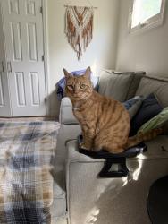 Lost Female Cat last seen Kevin ave and meeker street meet, Roxbury Township, NJ 07876