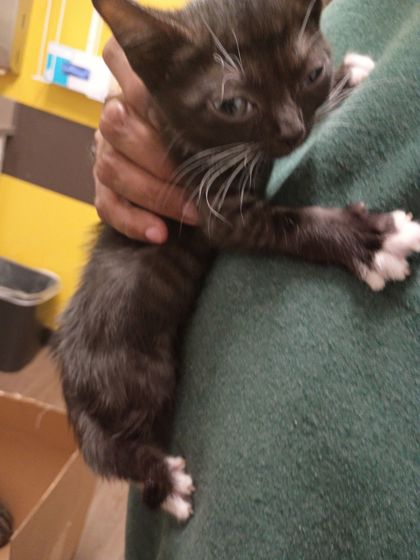Shelter Stray Female Cat last seen Atlanta, GA 30310, Atlanta, GA 30336
