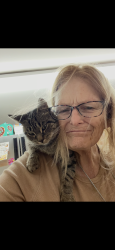 Lost Female Cat last seen Kelson ave. By blue hse, Marianna, FL 32446