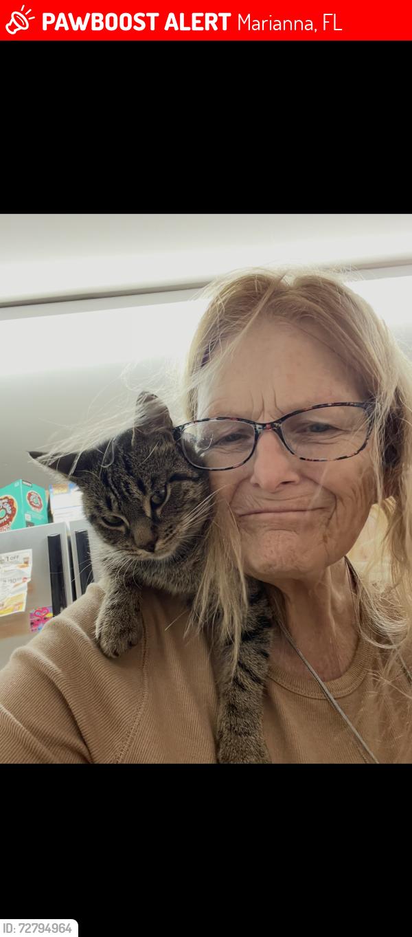 Lost Female Cat last seen Kelson ave. By blue hse, Marianna, FL 32446