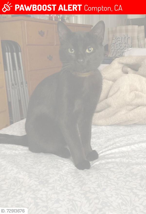 Lost Male Cat last seen Myrrh st , Compton, CA 90220